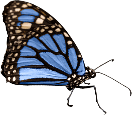 76b65415 butterfly 1.png