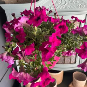 Pétunia