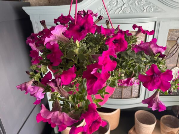 Pétunia